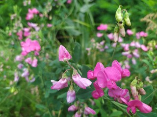 Wild field flowers on the meadow