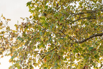 Leaves and branches of maple tree on natural white background