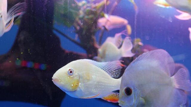 Diversity of tropical fishes in exotic decorative aquarium. Assortment in chatuchak fish market pet shops. Close up of colorful pets displayed on stall. Variety for sale on counter, trading on bazaar