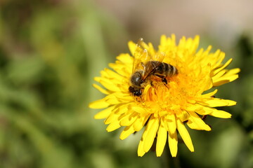 one honey bee is sitting on a dandelion flower