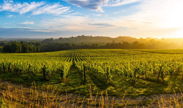 Sunset landscape, Bordeaux wineyard, Langoiran, france