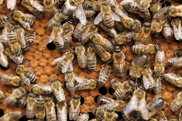 many honey bees are working