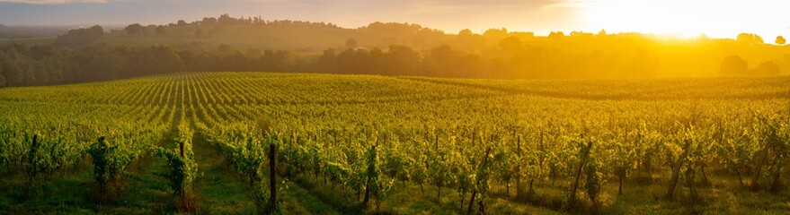 Sunset landscape, Bordeaux wineyard, Langoiran, france