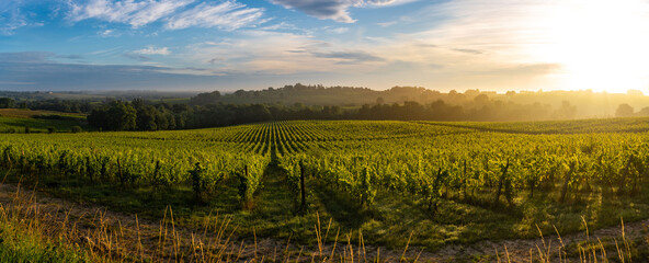 Sunset landscape, Bordeaux wineyard, Langoiran, france - obrazy, fototapety, plakaty