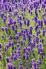 blooming lavender in field