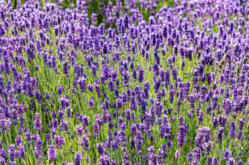 Obraz premium blooming lavender in field