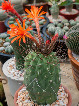 Photos of beautiful cactus in florist.