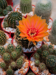 Photos of beautiful cactus in florist.