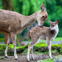 Naklejka na ściany i meble A mother deer caring for it's young fawn.