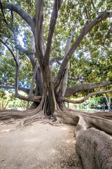 Fototapeta na wymiar Large banyan tree - Ficus macrophylla in Villa Bellini park in Catania city on east coast of Sicily, Italy