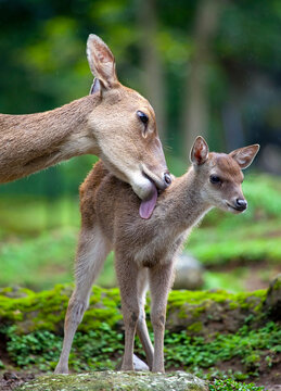 A mother deer caring for it's young fawn.