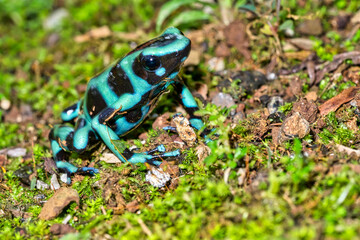 Green and Black Poison Dart Frog, Dendrobates auratus, Tropical Rainforest, Costa Rica, Central America, America