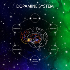 Dopamine pathways in the brain. Dopamine functions. Neuroscience medical infographic. Striatum, substantia nigra, hippocampus, ventral tegmental area and nucleus accumbens