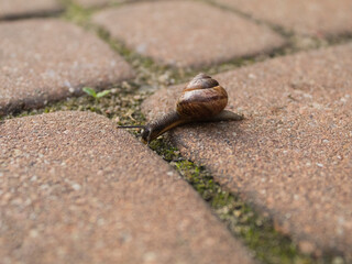Close-up photo of a snail