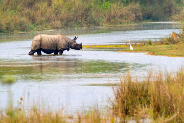 Greater One-horned Rhinoceros, Indian Rhinoceros, Asian Rhino, Rhinoceros unicornis, Wetlands,...
