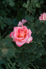 close up of a big pink rose on the green bush's leaves background. graphic resource, free space
