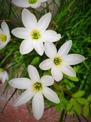 Naklejka na ściany i meble Zephyranthes candida flowers topview. common names are autumn zephyrlily, white windflower and Peruvian swamp lily. A species of rain lily