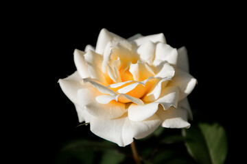 close up of a big white rose on the black background. graphic resource, free space