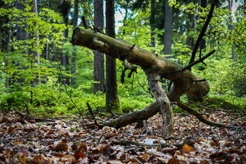 Fallen log in Germany forest