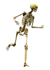 3D Rendering Human Skeleton on White