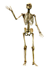 3D Rendering Human Skeleton on White