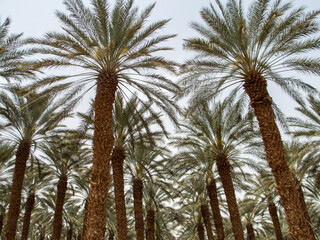 40 year-old date palm trees in the field.