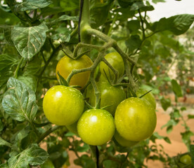 Green cherry tomatoes growing in the net house.