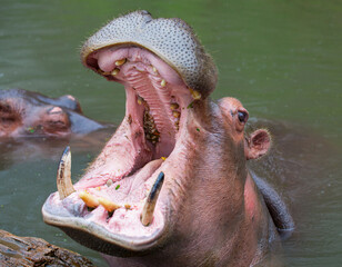A hippopotamus submerged in a lake.