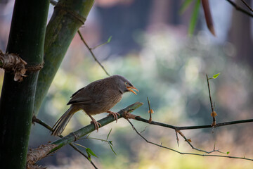 Old world flycatchers looking for FOOD