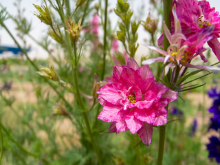 Consolida ajacis (syn. Consolida ambigua, Delphinium ajacis, Delphinium ambiguum, doubtful knight's...