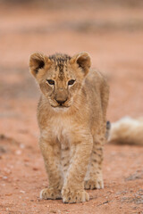 Vertical portrait of a lion cub standing and looking alert in Kruger Park