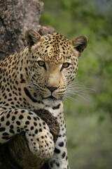 One adult male leopard head on portrait of him sitting in the tree Kruger Park South Africa
