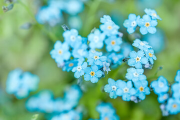 Violet blue flowers. summer background. forget-me-nots macro. raindrops and dew on the petals. one dandelion seeds.Beautiful summer spring card