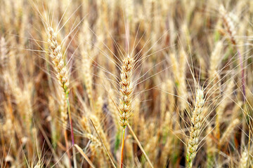Wheat on the field, close-up, selective focus