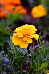 Chrysanthemum yellow flower in the garden