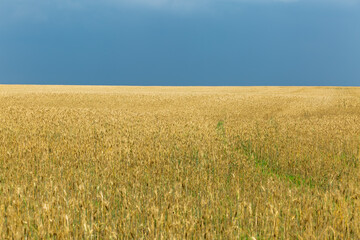 wheat field and blue sky in Ukraine