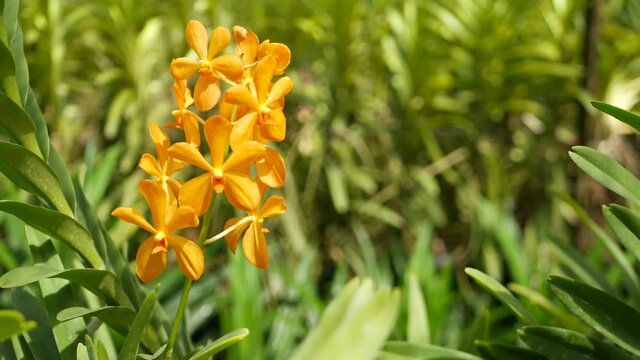 Blurred macro close up, colorful tropical orchid flower in spring garden, tender petals among sunny lush foliage. Abstract natural exotic background with copy space. Floral blossom and leaves pattern.