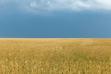 wheat field and blue sky in Ukraine