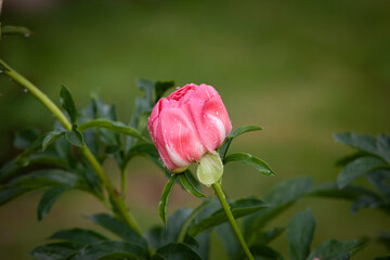 Salmon peony flower bud in the early morning