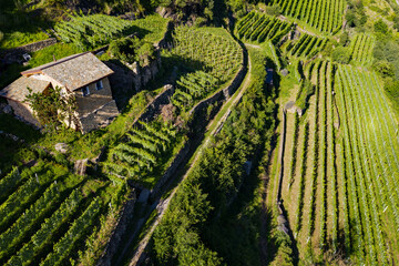 Fototapeta premium Valtellina (IT) - Aerial view of farm with vineyards in the Tresenda area