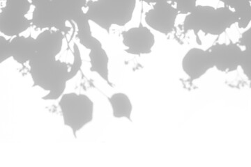 Blurred overlay effect for for natural light photo effects. Gray shadows of linden tree blooming branches on a white wall. Abstract neutral nature concept background for design presentation