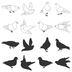 Pigeons birds vector black silhouettes set isolated on a white background.