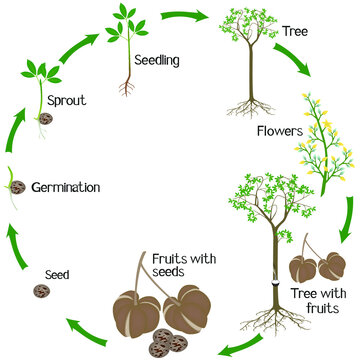 A growth cycle of rubber tree Hevea brasiliensis plant on a white background.