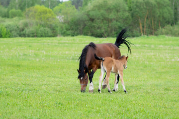 Naklejka na ściany i meble A bay horse with a foal in a field on a grazing.