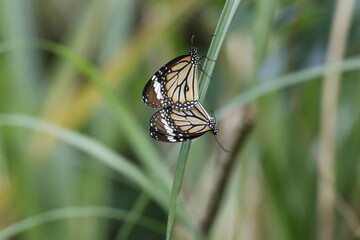 スジグロカバマダラの交尾