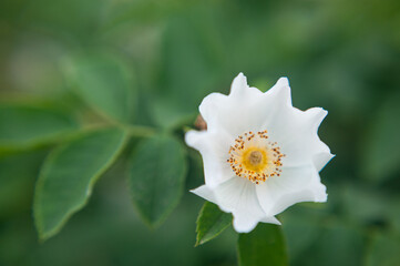  white flower growing on a bush. White rosehip flower