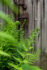 fern in the garden