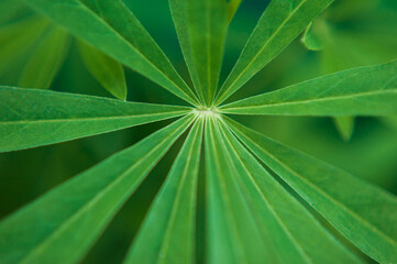 Fototapeta na wymiar lupine leaf. Green leaf of a flower. Macro photo of a green leaf