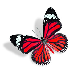 Beautiful Flying Red Butterfly isolated on white background with soft shadow