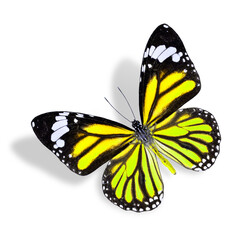 Beautiful Flying Yellow Butterfly isolated on white background with soft shadow